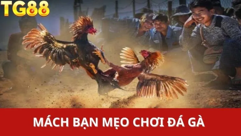 Mẹo chơi đá gà tre trên TG88 hiệu quả